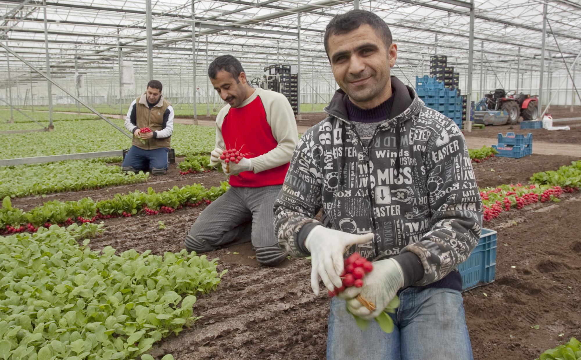 Turkse radijskwekerij, Poeldijk. | Foto: Bert Janssen | Hollands Hoogte, 2009